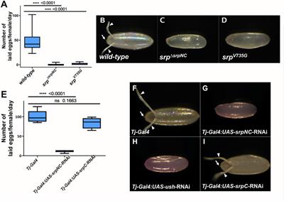 Two Isoforms of serpent Containing Either One or Two GATA Zinc Fingers Provide Functional Diversity During Drosophila Development